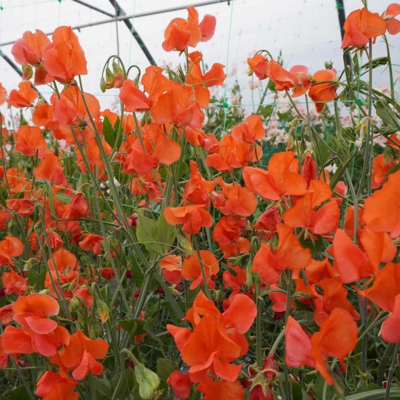 Prince of Orange illatos bükköny, Lathyrus odoratus, virág